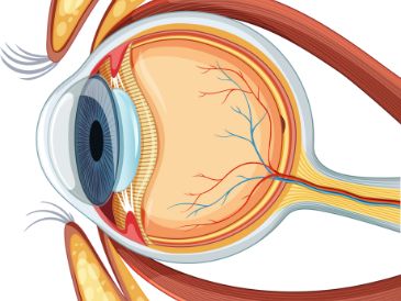 Retinal Damar Tıkanıklıkları